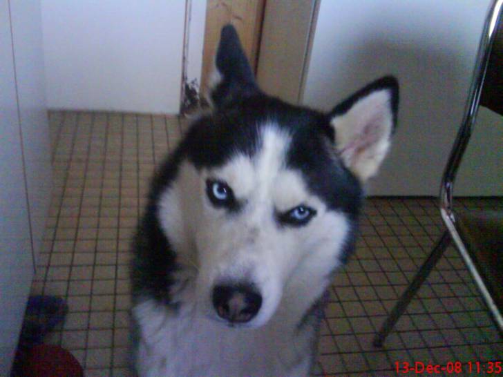 sarko - Husky Sibérien Mâle (3 ans)