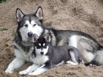 deux beaux husky - Husky Sibérien