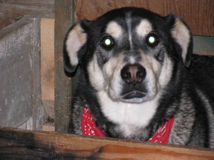 Griz - Husky Sibérien Mâle (10 ans)