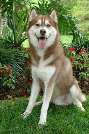 kiki - Husky Sibérien (2 ans)