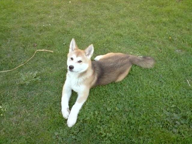 lasie - Husky Sibérien (1 an)