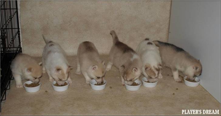 les bébé de arizona et de melody - Husky Sibérien (1 mois)