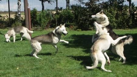 my babies - Husky Sibérien Mâle (1 an)