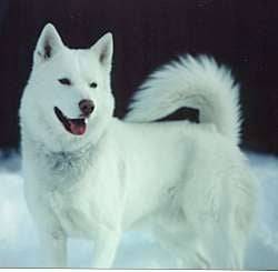 Feriaria - Husky Sibérien (3 ans)
