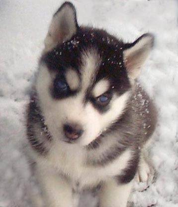 lucky - Husky Sibérien Mâle (1 an)
