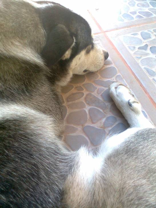 Hammer - Husky Sibérien Mâle (1 an)