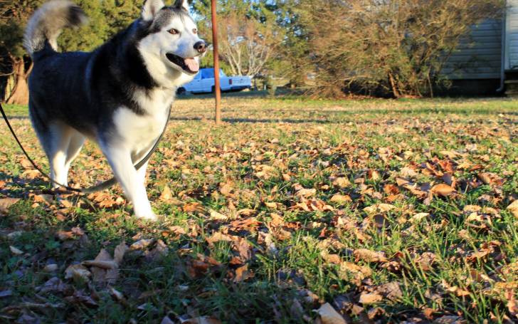 Princess - Husky Sibérien (4 ans)