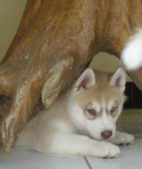 Alex Corvy - Husky Sibérien Mâle (3 mois)