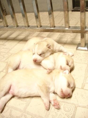 Alex, Julius, Lance - Husky Sibérien Mâle (1 mois)