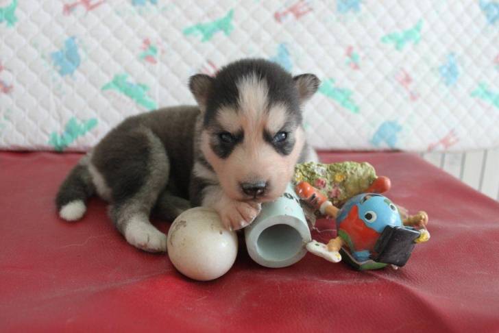 Baby Flo - Husky Sibérien Mâle (1 mois)