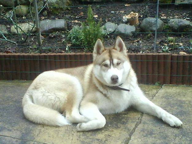 noisette - Husky Sibérien (6 mois)