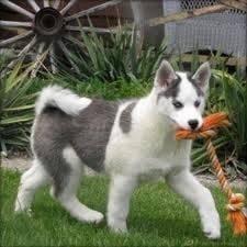 samson - Husky Sibérien Mâle (10 mois)