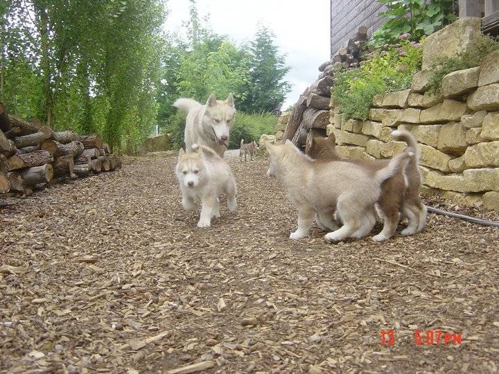 Galak et sa maman - Husky Sibérien