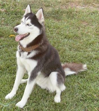 Eldest - Husky Sibérien (3 ans)