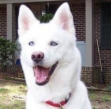 Volt - Husky Sibérien Mâle (2 ans)