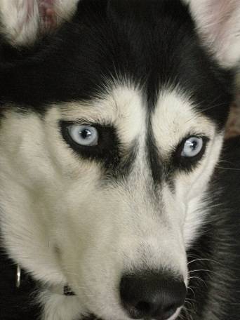 Bella - Husky Sibérien (1 an)