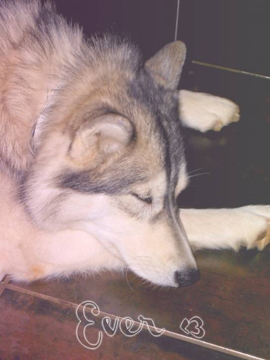 Ever - Husky Sibérien (5 ans)