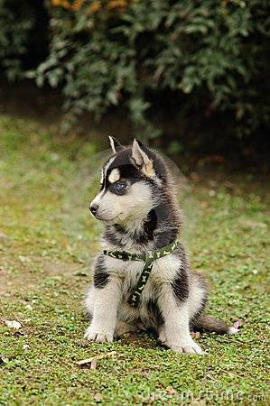 Blaze - Husky Sibérien Mâle