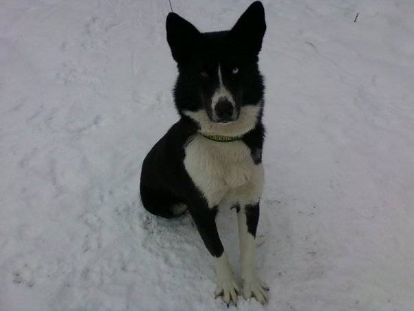 Koda Bear - Husky Sibérien (4 ans)