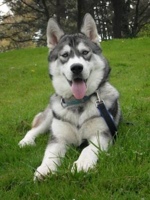 Enouck - Husky Sibérien Mâle (1 an)