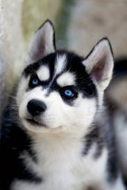 as a puppy - Husky Sibérien (9 mois)