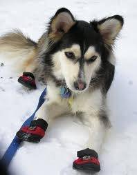 Husky Male Hershly. He is so cute - Husky Sibérien Mâle (2 ans)