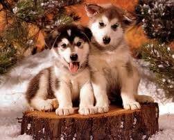 Hershly and his best friend Mially - Husky Sibérien Mâle (4 mois)
