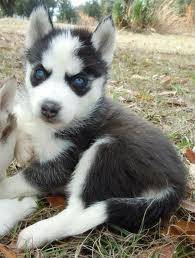 hershly - Husky Sibérien Mâle (3 mois)