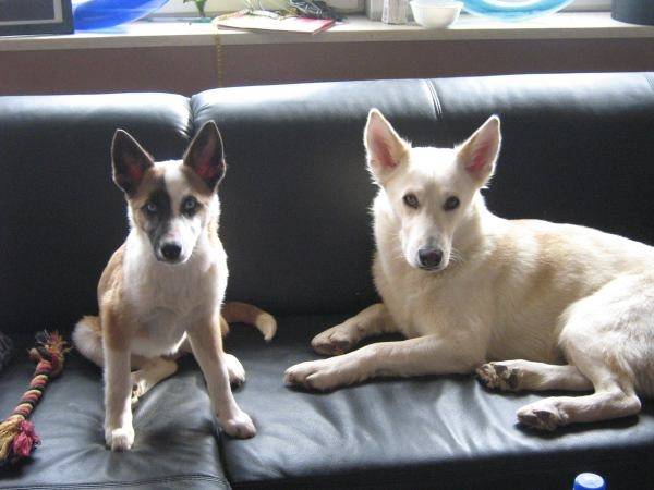Ayana und Elvis - Husky Sibérien