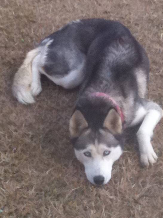 Dutchess - Husky Sibérien (7 ans)