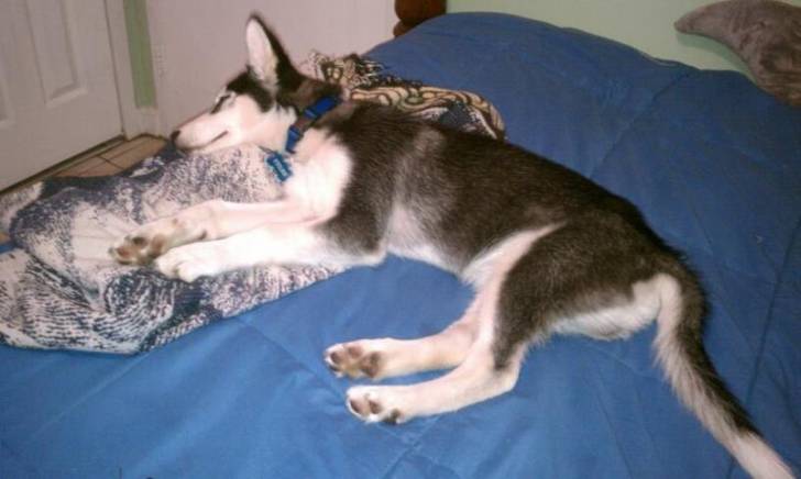 tyler - Husky Sibérien Mâle (3 mois)