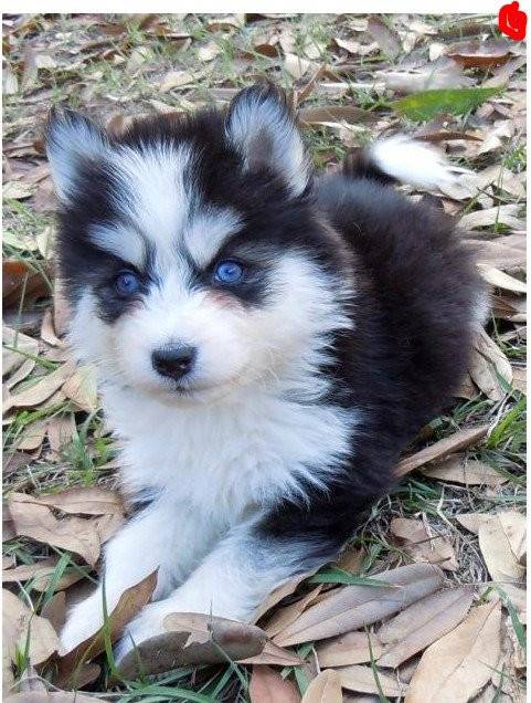 midge - Husky Sibérien (7 mois)