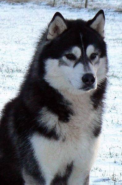 Odyssée - Husky Sibérien (2 ans)