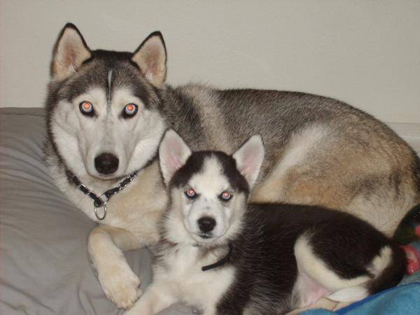 Kira - Husky Sibérien (6 ans)