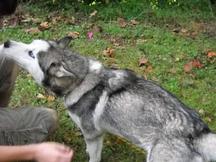 Smokey - Husky Sibérien Mâle (4 ans)