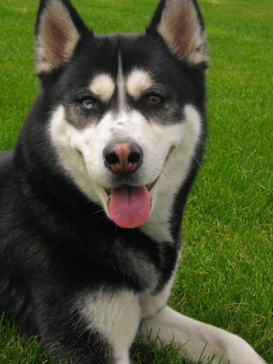 Spirit - Husky Sibérien Mâle (5 ans)
