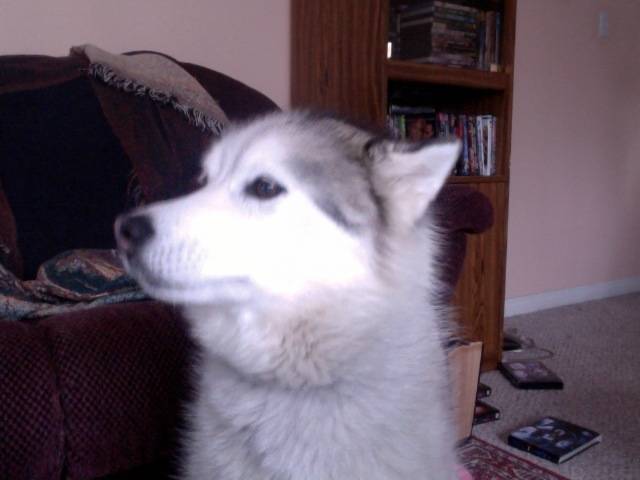 2012-04-19 at 19.09 #2 - Husky Sibérien (6 ans)