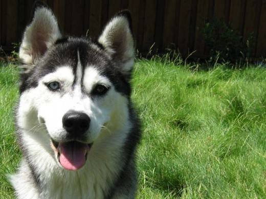 shila - Husky Sibérien (3 ans)