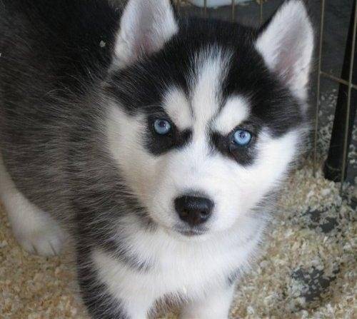 Shasta - Husky Sibérien (5 mois)