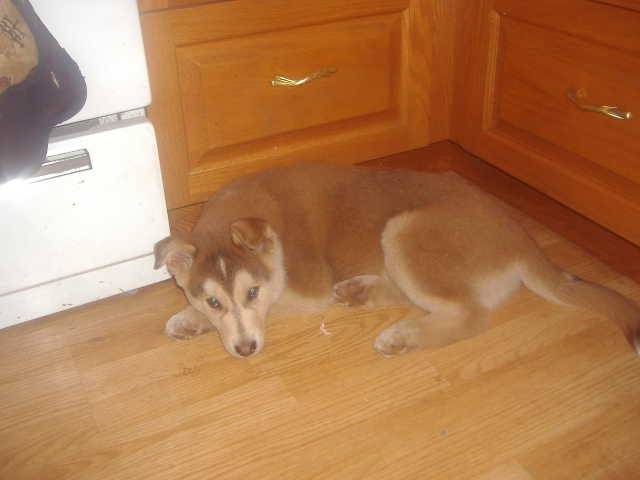 Kodi - Husky Sibérien Mâle (3 mois)