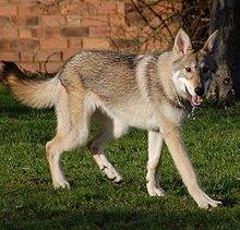 jake - Husky Sibérien Mâle (7 mois)