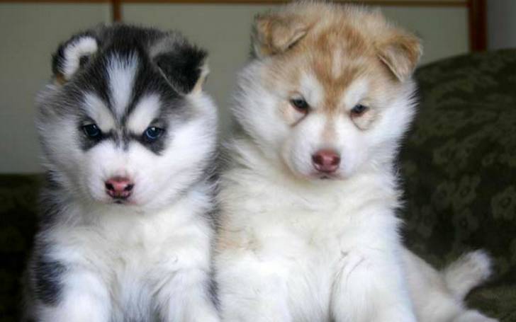 Wolf y Laika - Husky Sibérien (1 an)