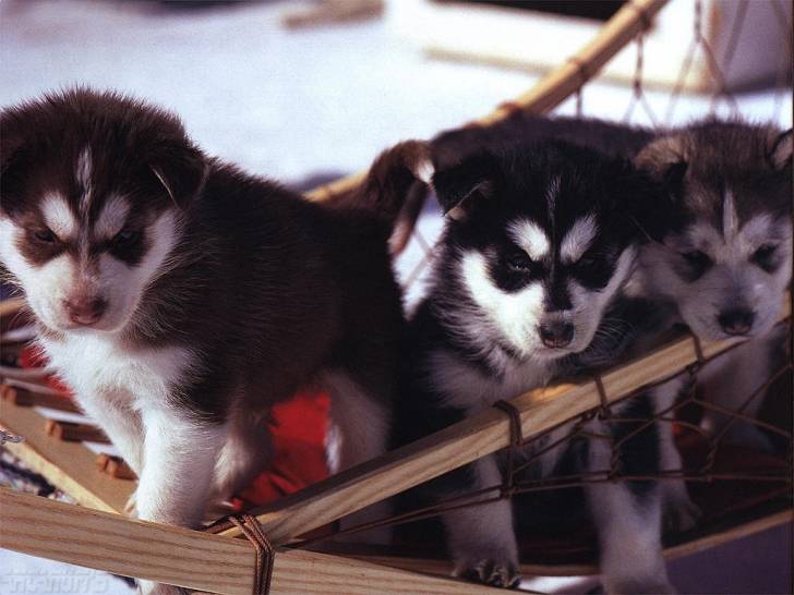 husky - Husky Sibérien (2 mois)