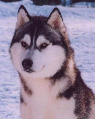 chasta - Husky Sibérien Mâle (2 ans)