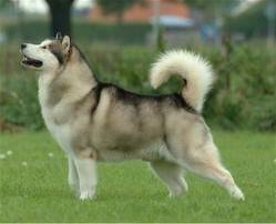 shasha - Husky Sibérien (1 an)