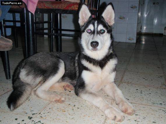maya - Husky Sibérien (7 ans)