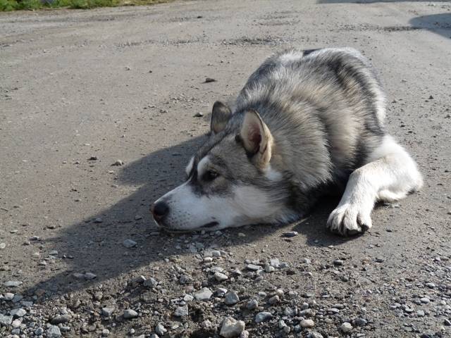 Leto - Husky Sibérien Mâle (2 ans)