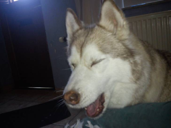 cheyenne - Husky Sibérien (9 ans)
