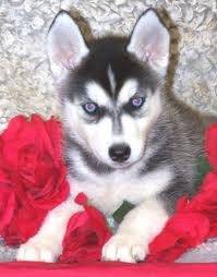 Kiara - Husky Sibérien (6 mois)
