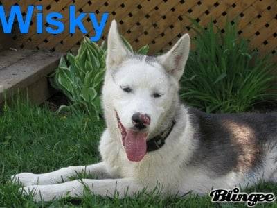 Wisky lamie de mon chien - Husky Sibérien Mâle